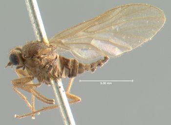Media type: image;   Entomology 12625 Aspect: habitus lateral view